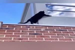 Mission Impossible Cats