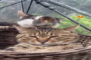 Tiefenentspannte Katze