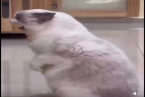 Katze macht das auch gut