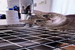 Katze ist fasziniert vom Wasserhahn