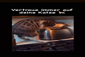 Katze am Toaster auf der Jagd