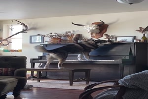 Husky macht seine eigene Musik