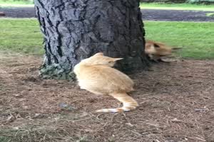Katze gegen Fuchs