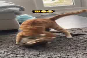 Katzenstreit