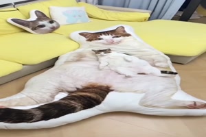 Das Kissen passt