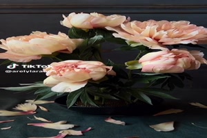 Simply Amazing Peonies - Einfach erstaunliche Pfingstrosen