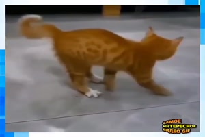 Michael Jackson Katze