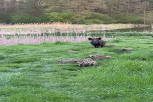 Wildschweine machen einen Ausflug