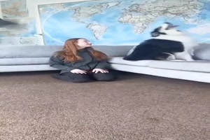 Der Hund hat Vertrauen