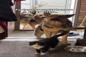Die fordernden Blicke der Hunde