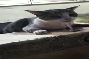 Die Katze hat Durst