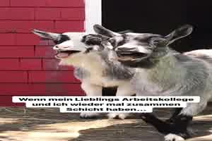 Lustige Ziegen