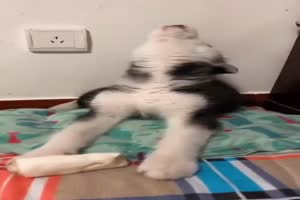 Hund macht Hahn nach