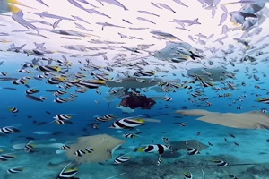 Traumhafte Unterwasserwelt