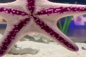 Seestern bewegt sich