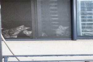 Nachbarschaftsberwachung