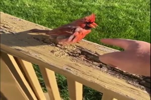 Lustiger Vogel