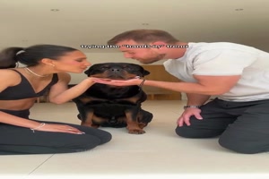 Lustiger Test mit Hunden