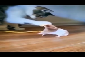 Gegen die Katze gewehrt