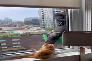 Katze und Fensterputzer