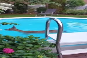 Reh im Pool