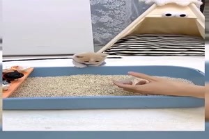 Ktzchen wird eingelernt