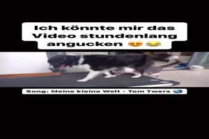 Hund und Katze auf dem Laufband