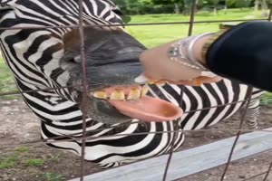 Lustiges Zebra