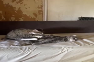Tolle Massage