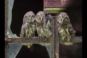 Roccos schne Bilder vom 23.06.2024 6