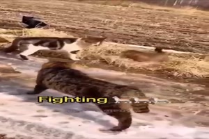 wenn Katzen aber mal so RICHTIG streiten