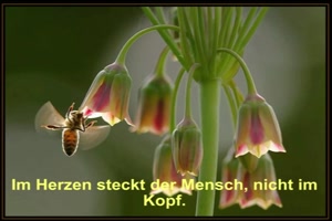 weiter