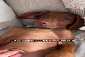 Kein dicker Bauch