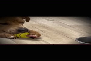 Lustiger Hund mit Spielzeug
