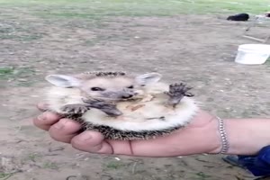 niedlicher Igel