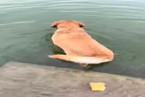 Hund taucht