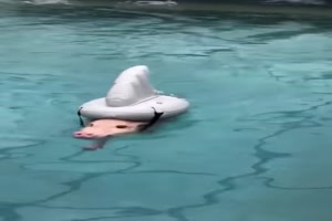 Hai im Pool