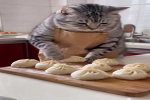 Katzen beim Backen und Kochen