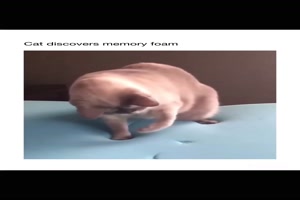 Katze auf Memory-Schaum