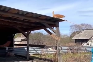 Katze vom Dach holen