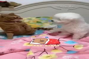 Aggressive Katze