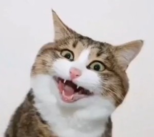 Lustige Katzenbilder