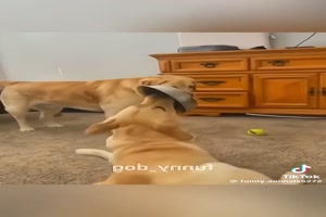 Lustige Hunde