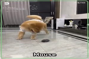 Braver Hund