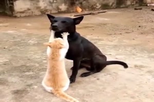 Das gefllt dem Hund