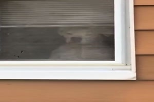 Guter Wachhund