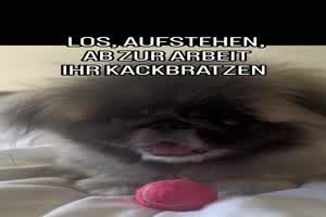 Los aufstehen