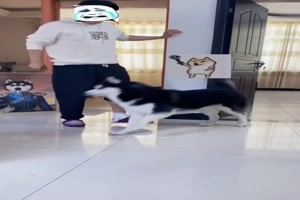 Hunde imitieren den Mensch