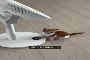 Katze am Ventilator