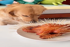 Den Hund abhalten